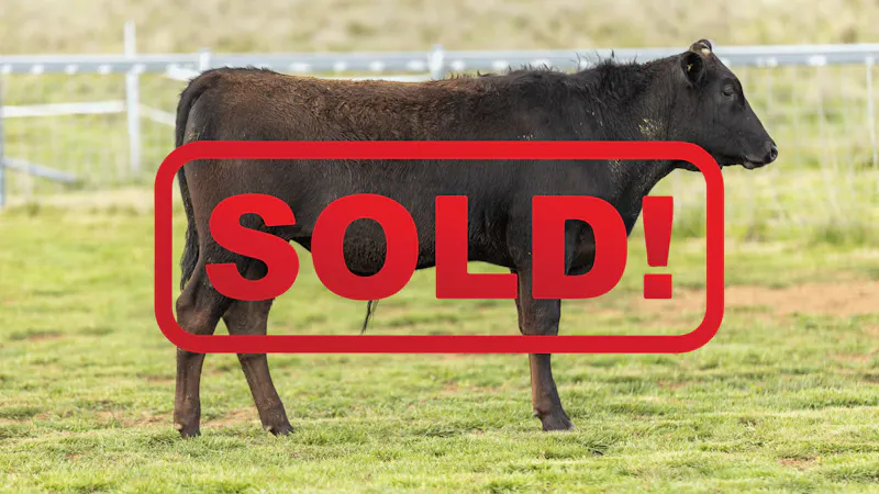 Wagyu Bull-for-sale-photos KRNF24V0130-SOLD