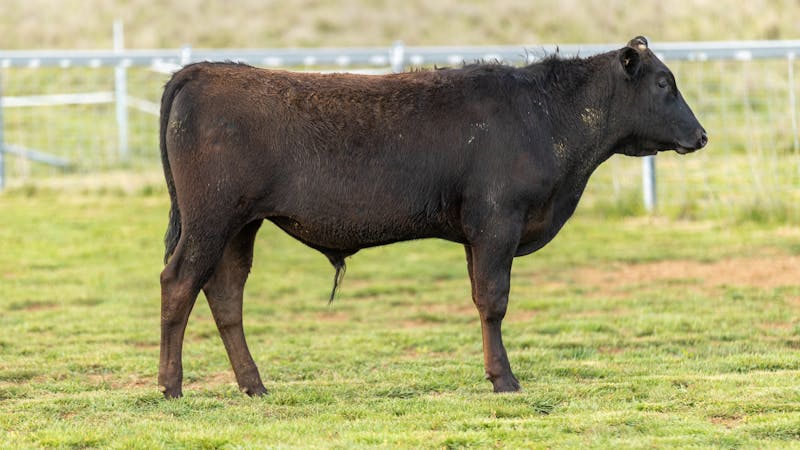 Wagyu Bull-for-sale-photos KRNF24V0130