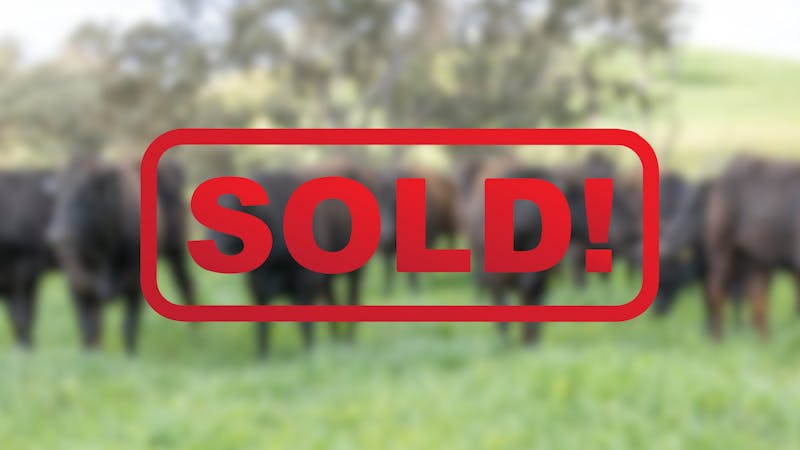 Wagyu Bull-for-sale-photos SOLD1