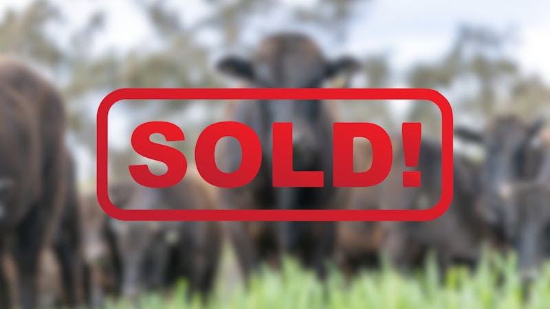 Wagyu Bull-for-sale-photos SOLD2