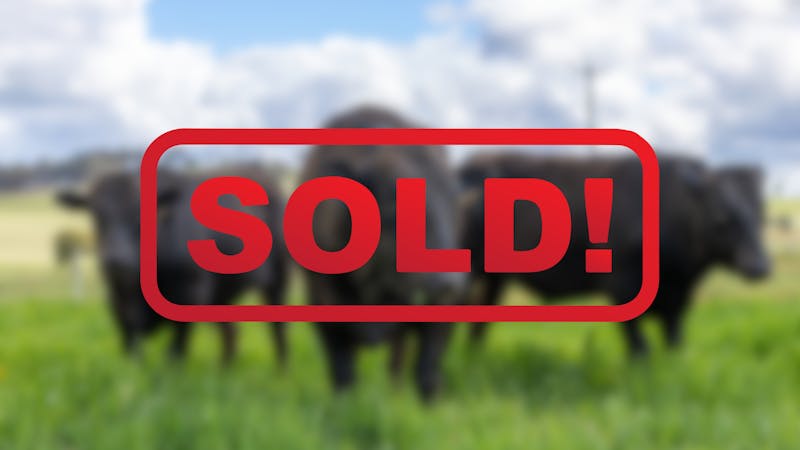 Wagyu Bull-for-sale-photos SOLD4