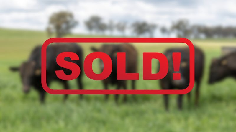 Wagyu Bull-for-sale-photos SOLD5