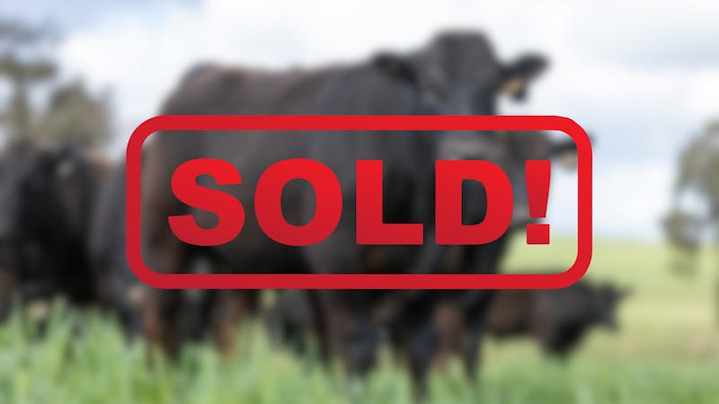 Wagyu Bull-for-sale-photos SOLD6