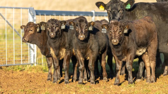 Wagyu Calves
