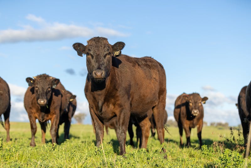 Wagyu Donor-Heifer-Page-Photos V10-Wagyu-Heifers-4333