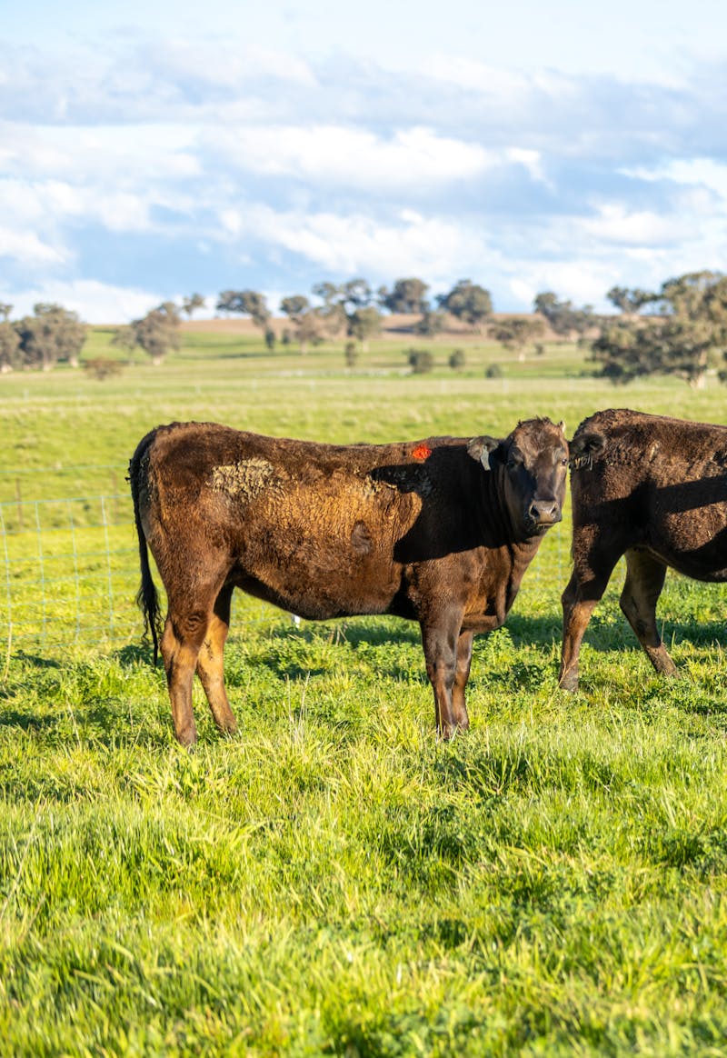 Wagyu Donor-Heifer-Page-Photos Wagyu-Heifers-4213-V15