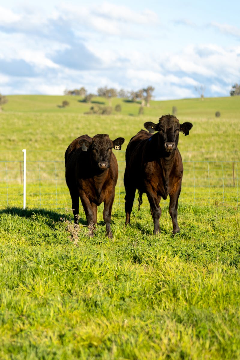 Wagyu Donor-Heifer-Page-Photos Wagyu-Heifers-4218-V51