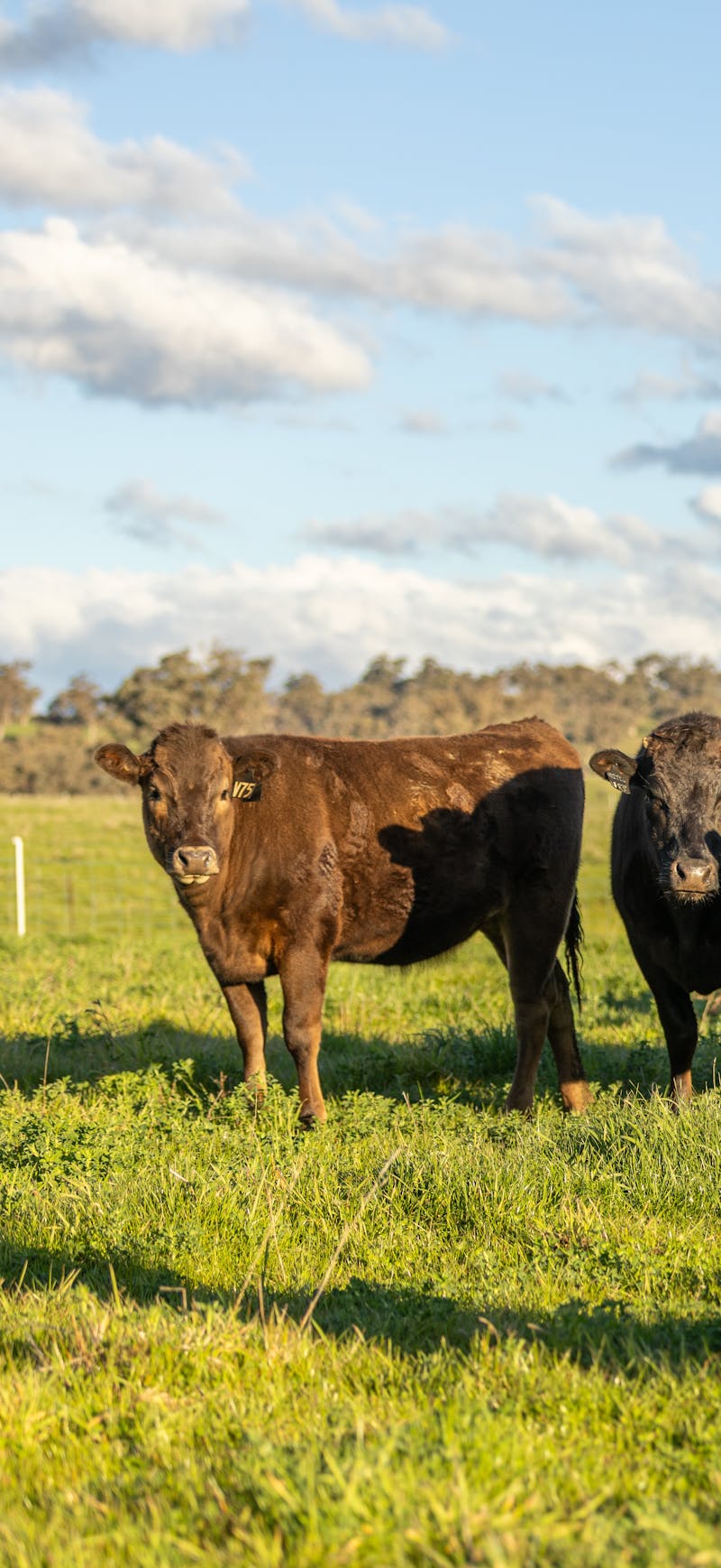 Wagyu Donor-Heifer-Page-Photos Wagyu-Heifers-87-4313-V75