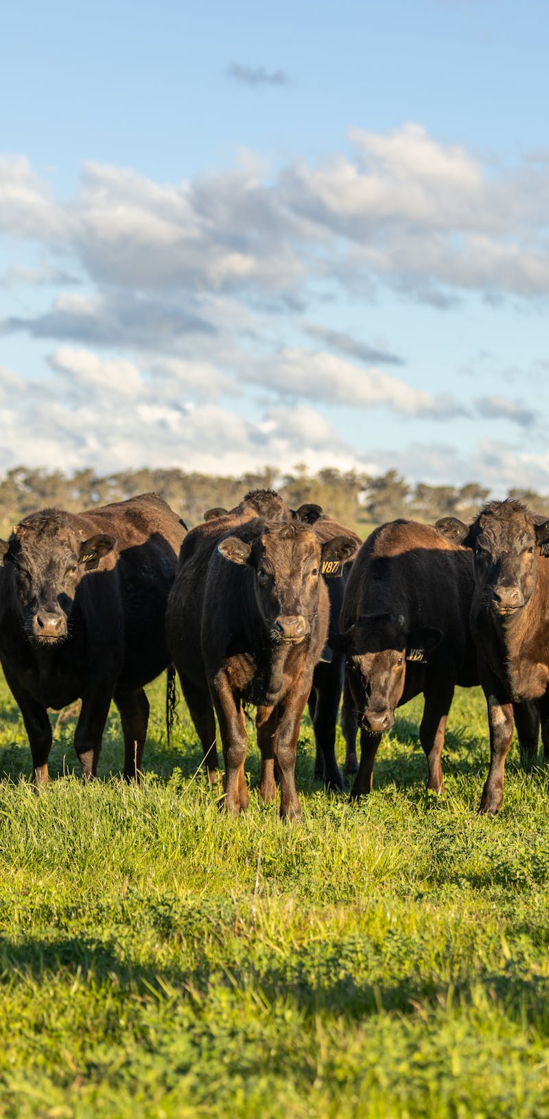 Wagyu Donor-Heifer-Page-Photos Wagyu-Heifers-87-4313-V87