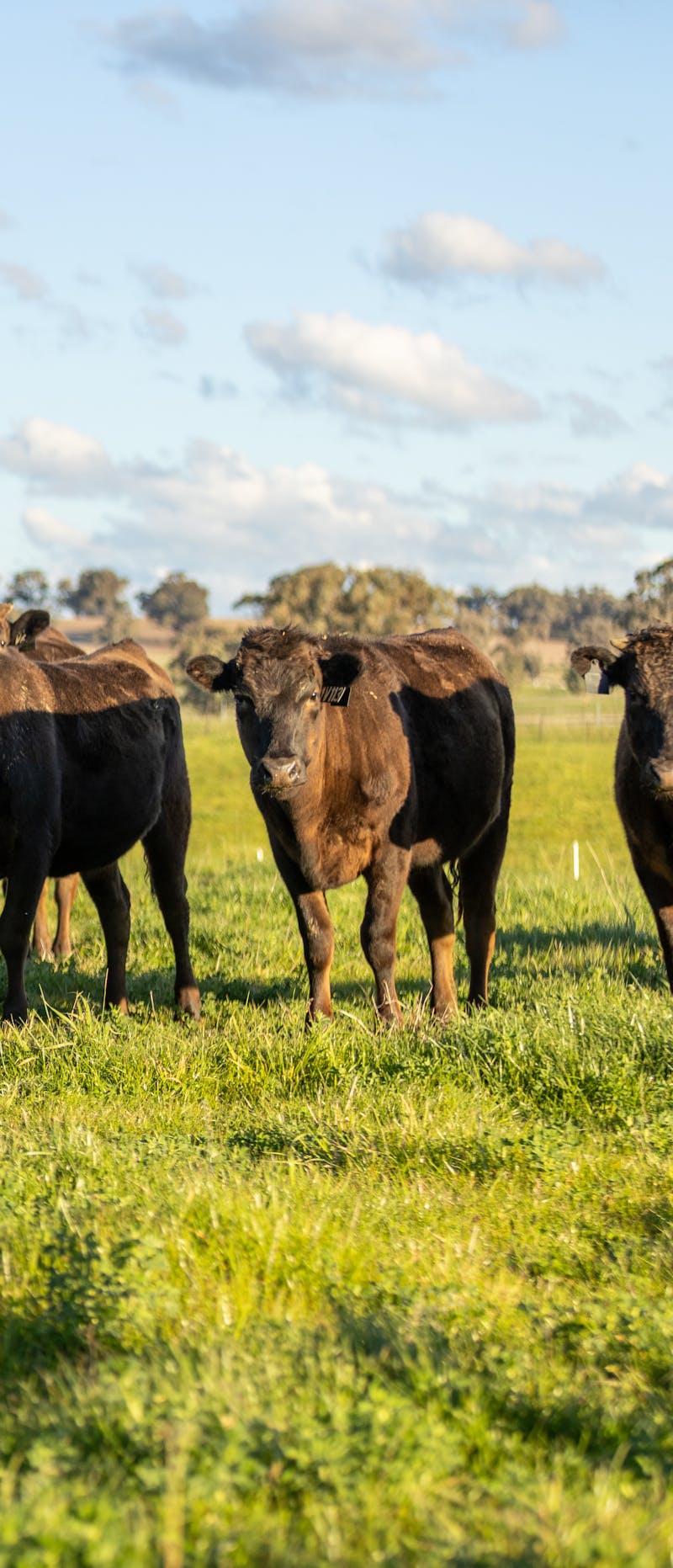 Wagyu Donor-Heifer-Page-Photos Wagyu-Heifers-87-4322-V113