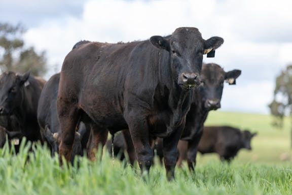 Wagyu Wagyu-Bulls-5107