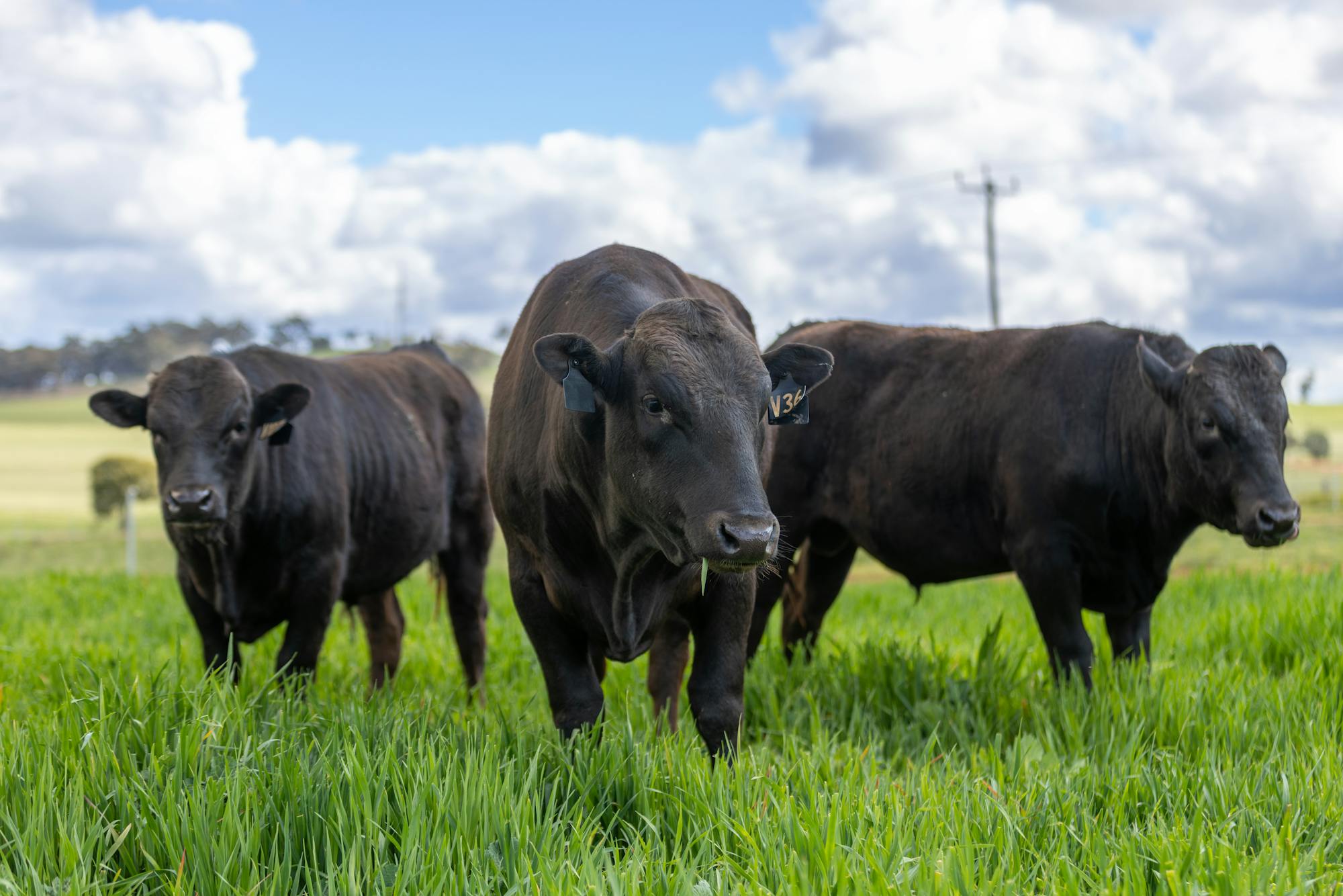 Wagyu Wagyu-Bulls-5130