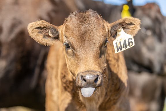 Wagyu Wagyu-Calves-1-5000