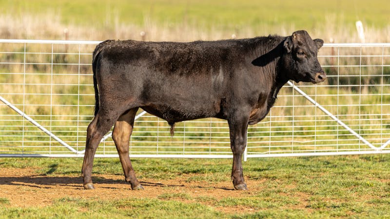 Wagyu Wagyu-Sires KRNF24V0091