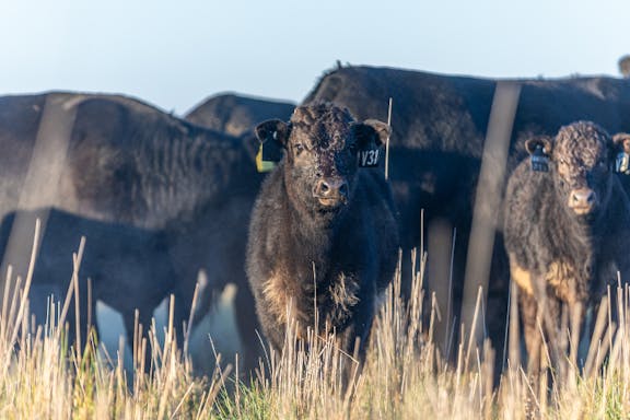 Wagyu WagyuCow