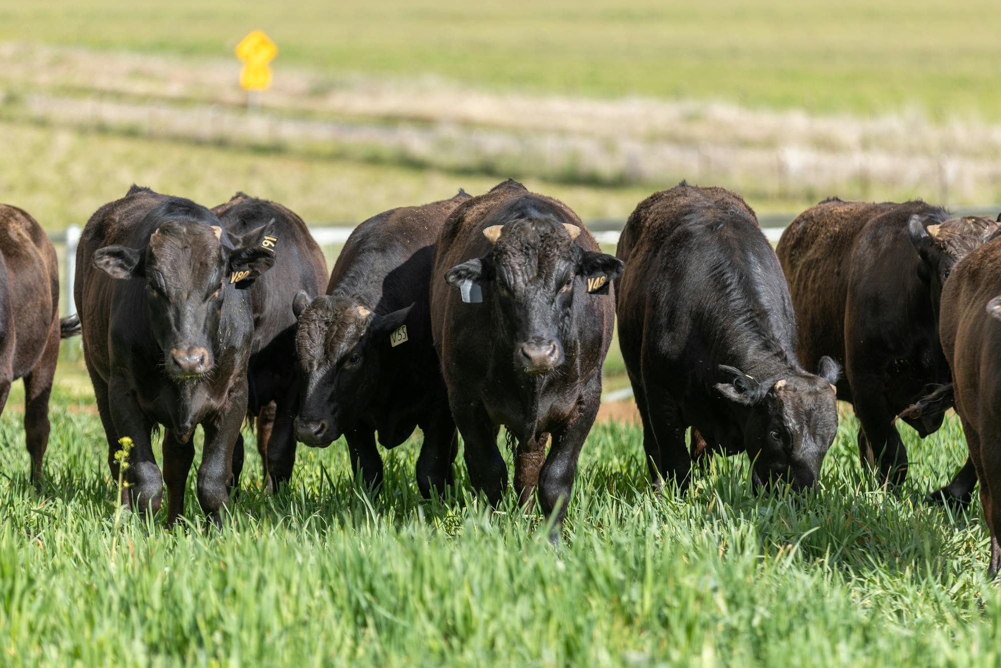 Wagyu xWagyu-Bulls-4814