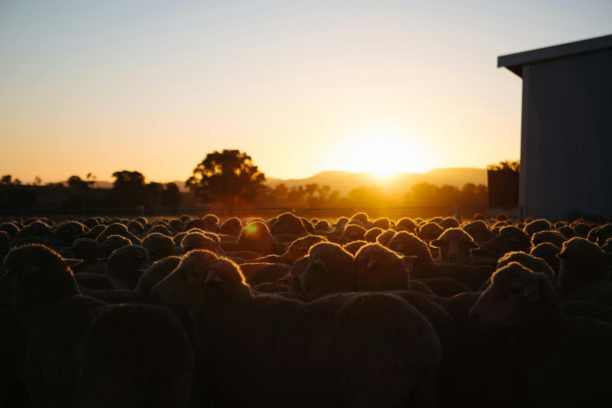 placeholder sheep-sunset