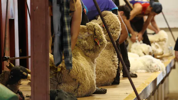 video-thumbnails The Effects of Fat and Muscle on Fleece Weight