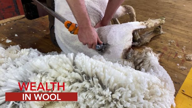 video-thumbnails Wealth-In-Wool