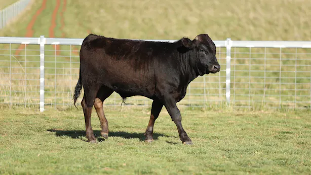 video-thumbnails Why-do-we-sell-yearling-bulls