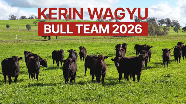 video-thumbnails bull-sale-promo-2026-website-cover-photo-730-x-930-px