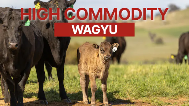 video-thumbnails high-commodity-wagyu-2026