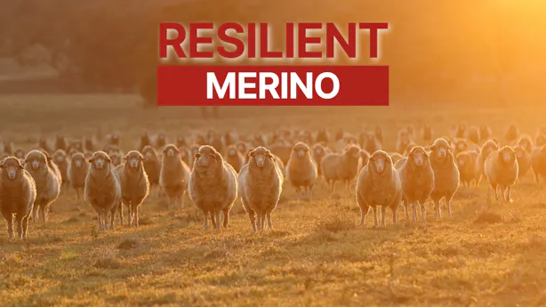video-thumbnails resilient-poll-merino-website-cover-photo-730-x-930-px