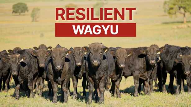 video-thumbnails resilient-wagyu-2026
